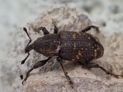 Hylobius abietis